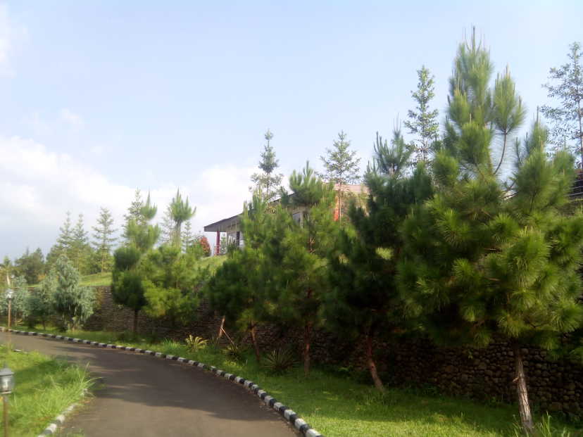 Curved road with pine tree on the right side